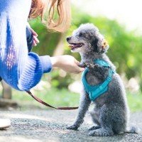 犬を『甘やかしすぎる』と起こる危険なこと６選　問題行動の原因となることも…