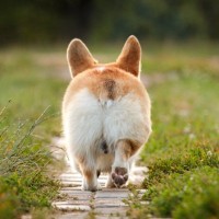 『短足な犬種』５選　足が短い犬との暮らしで飼い主が気をつけるべき対応とは？