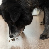 犬がごはんを一粒ずつ食べる理由とは？普段と違う食べ方をしているときの注意点まで