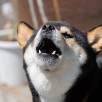 犬を無駄吠えさせてしまう『絶対NG行為』５選　問題行動を助長させる飼い主のタブー行動とは？