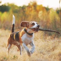 『狩猟犬』の特徴5つ　どんなワンコでもなれるの？見た目や体力の違いについて解説