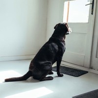 犬は『飼い主の帰宅』を予知できる？意外と知られていない驚きの能力まで解説