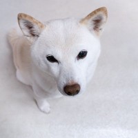 犬が飼い主を『出待ちする』理由５選　お風呂やトイレについてくる心理や注意点まで