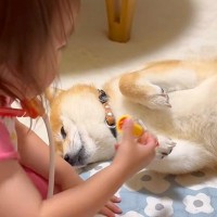 2歳の女の子の『お医者さんごっこ』に付き合う犬→患者役に任命されて…無茶苦茶すぎる光景が39万再生「患者さんうますぎて草」「可愛い世界」