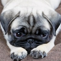 『メンタルが弱い犬』がみせる行動3つ　愛犬の精神面を強くする方法はあるの？