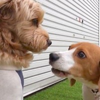 ドッグランに来た『性格が正反対の2匹の犬』→まるで『優等生とヤンキー』のような光景が面白いと反響「やりたい放題で草」「何回見ても爆笑ｗ」