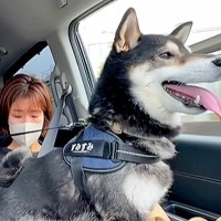 『嫌な予感がする…』車の行き先が"病院"と気づいた犬→感情がわかりやすい『まさかの光景』が1800万再生「察知能力ｗｗ」「喋ってて草」