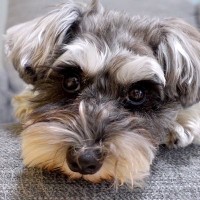 パパと犬の留守番をモニタリング→外出中のママに会いたがって…違いすぎる態度と『再会の瞬間』に反響「可愛い」「パパ相手にしてもらえないｗ」