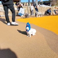 初めてドッグランに来た犬→誰とも友達になれず…思わず応援したくなる『哀愁漂う光景』が97万再生「ポツンが可愛すぎるｗ」「がんばれー！」
