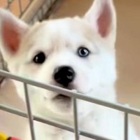 カッコいいイメージの『シベリアンハスキー』→実際に飼ってみると…あまりにも情けない『成長記録』が31万再生「ギャップｗｗ」「憎めない」