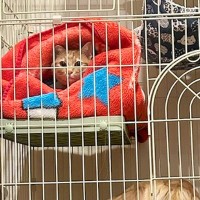 猫のケージに憧れている大型犬→ふと様子を見てみたら…自分の大きさを理解してない『まさかの行動』が22万再生「猫の顔ｗ」「気まずそうで草」