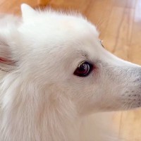 『カッコイイ横顔の犬』を撮影→角度を変えてみた結果…まさかの『違う動物に変化する光景』が65万表示「想像以上だったｗｗ」「そんなバカな」