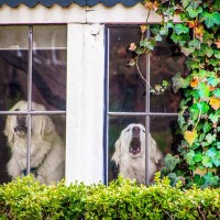 犬を飼って経験する『困りごと』2つ　迎える前に知っておくべき現実や対策まで解説