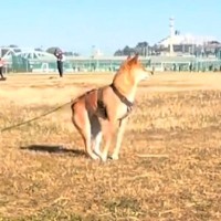 『おやつをくれる人』を発見した犬→突然立ち上がって…犬とは思えない『衝撃的な体勢』に反響「ミーアキャットｗｗ」「直立で草」「まるでAI」