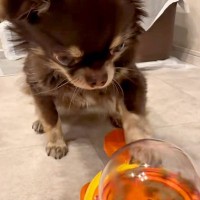 『おやつが出てくるおもちゃ』をマスターした犬→しかし、別の犬に…ちょっぴり切ない『まさかの展開』が45万再生「おやつ係ｗｗ」「可愛すぎ」