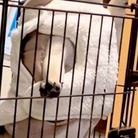 ケージから部屋を覗く犬→立ち上がると『強者感』が出すぎて…ワンコとは思えない『貫禄』が176万再生「ラオウで草」「ガチで吹いたｗ」と爆笑