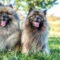 キースホンド｜犬種の特徴と性格、飼い方や価格相場まで解説