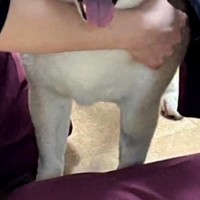 2週間入院している犬→病院からLINEが届いたので、確認した結果…思っていたのと違う『まさかの光景』に反響「顔ｗ」「ちょっとジェラシー」