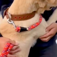 散歩中、小さな老犬に吠えられたゴールデンレトリバー→大型犬とは思えない『まさかの光景』が33万再生「心は超小型犬ｗ」「怖かったのねｗ」