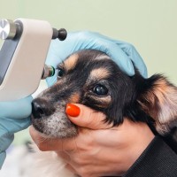 犬が失明する『5つの病気』目が見えなくなってしまう要因や治療法まで