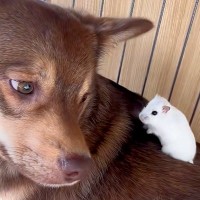 ハムスターが『犬の背中で大はしゃぎした』結果→嫌がるかと思ったら…まるで『我が子を見守るような光景』に反響「優しい顔」「どっちも可愛い」