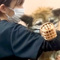 噛みついてくる『13歳の元捨て犬』→トリミングができず、プロに任せた結果…素敵すぎる『大変身』が67万再生「神業」「素晴らしい」と称賛