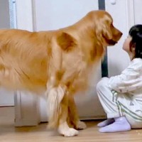 女の子の『シール帳』にイタズラした大型犬→『説教される』と察して…叱られる5秒前の『反省の態度』が234万再生「表情ｗ」「自覚ありで草」