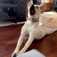 靴下を丸めたら、大型犬が気に入ってしまって…「あかん、おもろ過ぎるｗ」「そば打ちしてて草」感情が高ぶりすぎた『まさかの動き』が72万再生