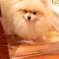 ラップで『透明の壁』を作ってみた結果、犬が…困って立ち尽くしていたかと思いきや『予想外の解決方法』に反響「強行突破ｗｗ」「超賢い」