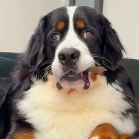 超大型犬が初めて『ジャーキー』を貰った結果→食べ方がわからなくて…あまりにも愛おしい光景に爆笑「困惑してるｗ」「マイペースで可愛い」