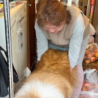 犬が外に出ないように抑えていたら、背中に違和感が…まさかの『ブレーメンの音楽隊』になる光景が20万表示「爆笑した」「可愛い世界すぎる」