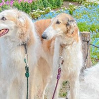 3匹の大型犬を『記念撮影』した結果→全員で並んで撮りたかったのに…理想とは程遠い『まさかの光景』が26万表示「自由すぎて草」「末っ子ｗ」