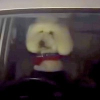 夜、大型犬に車の中で待ってもらった結果→戻ると運転席にいて…まさかの『知らない人が来た』と警戒する光景に爆笑「チラ見がｗｗ」「可愛すぎ」