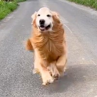 1ヶ月半ぶりに大型犬と再会→抱き合った瞬間に…嬉しすぎて『号泣してしまう光景』が326万再生「こっちまで泣けてきた」「愛おしい」と感動