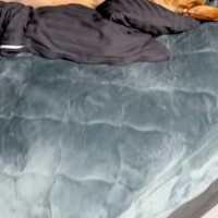 腰痛のため『柔らかいマットレス』を導入→お風呂上がり、ふとベッドを見てみたら…犬がしていた『まさかの行動』に反響「効くわーって顔で草」