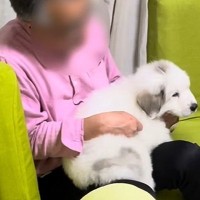 超大型の子犬を『膝の上に乗せて育てた』結果→数年後…自分の大きさ全く理解していない光景が28万再生「そのまま巨大化ｗ」「永遠の甘えん坊」