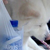 2人の男性がキャッチボールをしていたら、秋田犬がボールを持ち去ってしまい…SNSが起こした『奇跡的な物語』が107万表示「優しい世界」