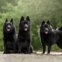 スキッパーキ｜犬種の特徴と性格、飼い方や価格相場まで解説