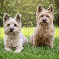 ケアーン・テリア｜犬種の特徴と性格、飼い方や価格相場まで解説