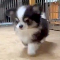 拙い歩き方をする赤ちゃん犬→『足が悪いのかな』と思い、心配で病院に行ったら…『まさかの診断結果』が173万表示「尊すぎるｗ」「可愛い」