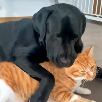 大型犬と猫の1日を観察→喧嘩していたかと思ったら、仲良くくっついて…あまりにも尊い関係性に反響「いいパートナー」「なんて微笑ましい」
