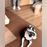 耳の聞こえないシニア犬→『入院していたパパ』が帰ってきたことに気づいた瞬間…『家族愛あふれる光景』に感動「お互いに嬉しいのが伝わる」