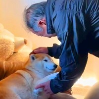 大好きなおじいちゃんと会った柴犬→ナデナデしてもらった結果…喜びが伝わる『尊い表情』に反響「ほのぼの」「幸せな笑顔」「かわいいぃぃ」