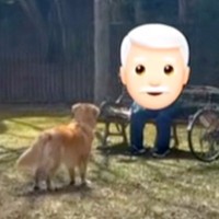 公園でラッパを吹くおじいちゃん→興味津々の大型犬が、目の前まで行って…まさかのリアクションが71万再生「厳しい指導官ｗ」「絶対音感犬」