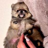 赤ちゃん犬を撫でていたら、別の赤ちゃん犬が…『ぼくも撫でてよ！』とんでもなく尊いアピールが41万再生「可愛すぎて苦しい」「たぬき？ｗ」