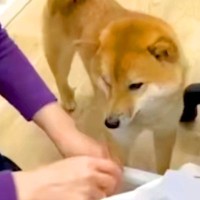 会社の『看板犬』として働くワンコ→一日が始まると…あまりにも可愛い『仕事っぷり』が56万再生「癒し担当」「最高すぎる…」と悶絶の声も