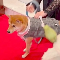 結婚式で『リングドッグ』を任された犬→ぶっつけ本番で挑んだ結果…『予想外の展開』が19万再生「なんか泣けた」「かっこいいー！」と称賛続々
