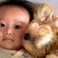 赤ちゃんが生まれ、犬が『お兄ちゃん』になった結果…大切にしているのが伝わる『尊い記録』が164万再生「この上ないほどの幸せ」「優しすぎ」