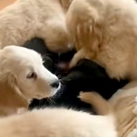 コタツで寝ていたら『大型犬の赤ちゃんたち』が…まるで天国のような『羨ましすぎる光景』が11万再生「幸せの襲来」「1度でいいから交代して」