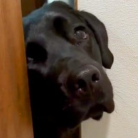 トイレに入ったら、大型犬が『どうしても一緒にいたい』と駄々をこねて…まさかの『強引すぎる抗議』が11万再生「表情豊かｗ」「甘えん坊」